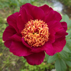 Cuckoos nest uus IMG_5136